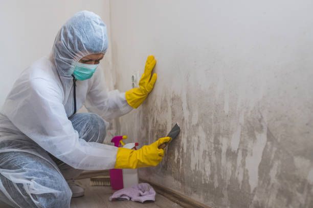 Best Bathroom Mold Remediation in Mishicot, WI