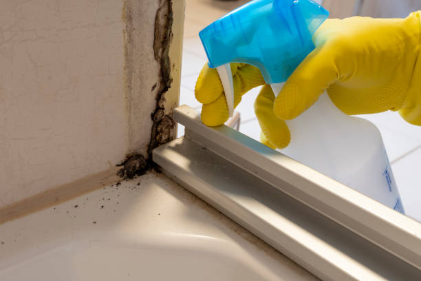 Best Attic Mold Remediation in Mishicot, WI