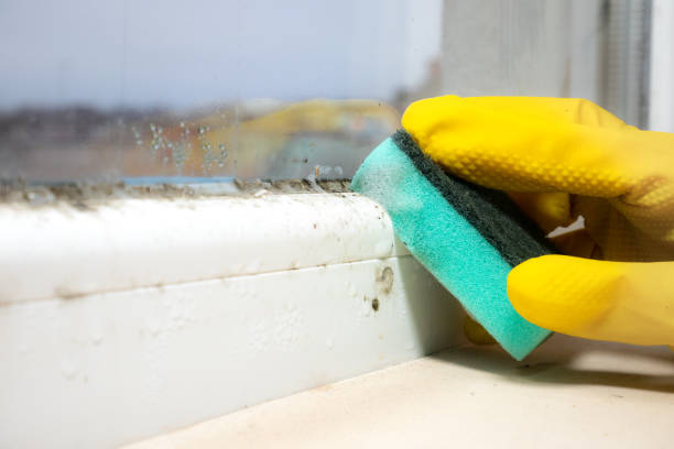 Best Mold Testing and Inspection Services in Mishicot, WI