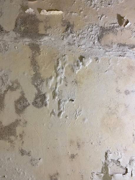 Best Industrial Mold Remediation in Mishicot, WI