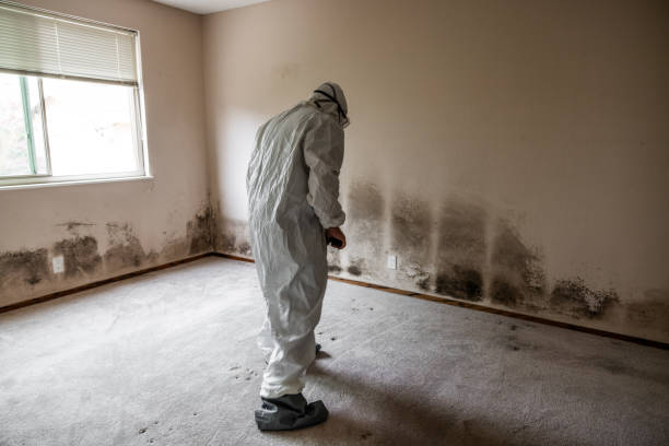 Best Residential Mold Remediation in Mishicot, WI
