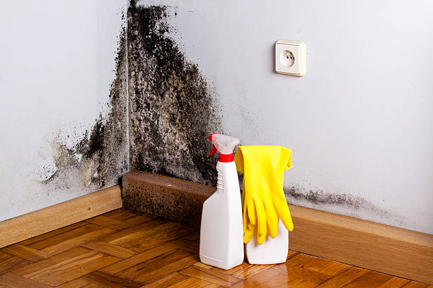 Best Mold Testing and Inspection Services in Mishicot, WI