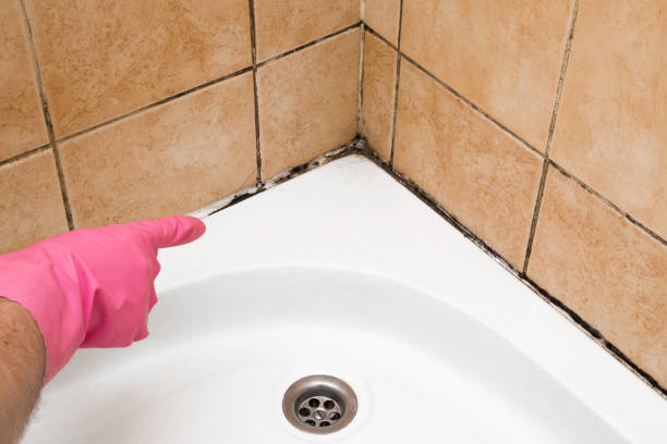 Best Mold Remediation for Schools in Mishicot, WI