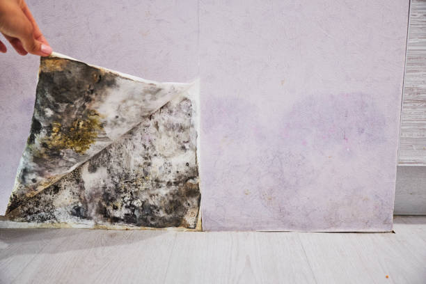 Mishicot, WI Mold Remediation Company